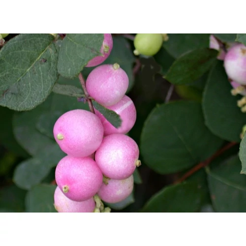 Symphoricarpos x doorenbosii 'Magic Berry' - Rózsaszín hóbogyó