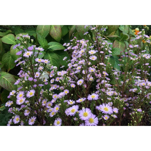 Symphyotrichum (korábban Aster) ericoides 'Esther' (Őszirózsa)