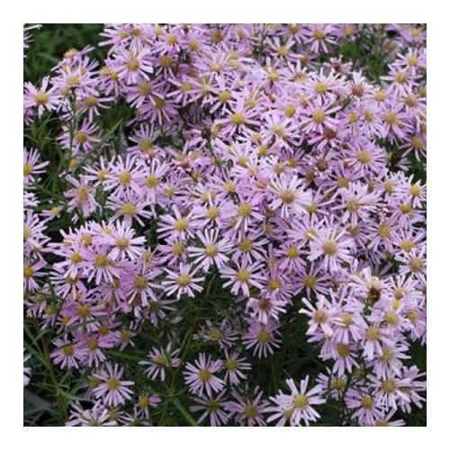 Symphyotrichum (korábban Aster) ericoides 'Pink Cloud' (Tűlevelű őszirózsa)