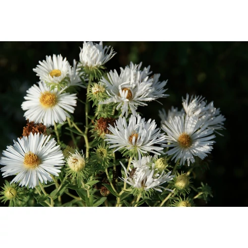 Symphyotrichum (korábban Aster) novae-angliae 'Herbstschnee' (Mirigyes őszirózsa)