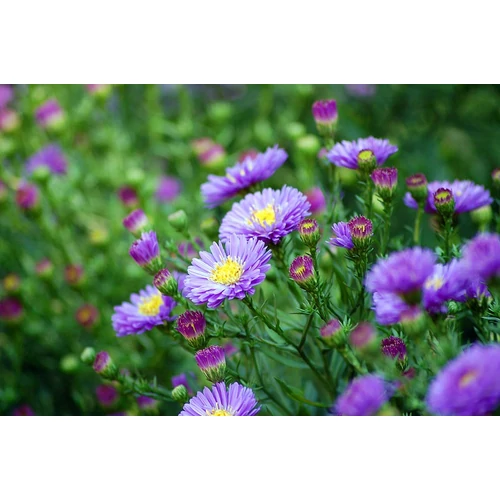 Symphyotrichum (korábban Aster) novi-belgii 'Rosenquarz' (Kopasz őszirózsa)