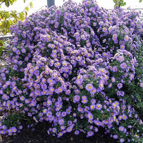 Symphyotrichum (korábban Aster) novi-belgii 'Schöne Von Dietlikon' (Kopasz őszirózsa)