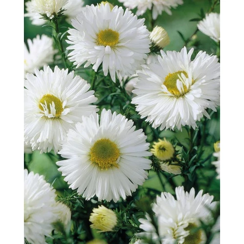 Symphyotrichum (korábban Aster) novi-belgii 'White Ladies' (Kopasz őszirózsa)