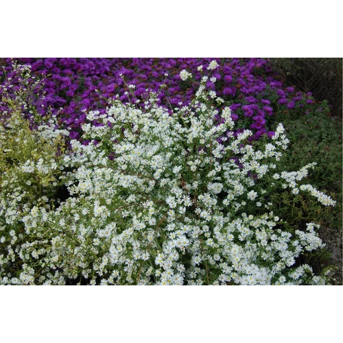 Symphyotrichum (korábban Aster) pilosum var. pringlei 'Monte Cassino' (Őszirózsa)