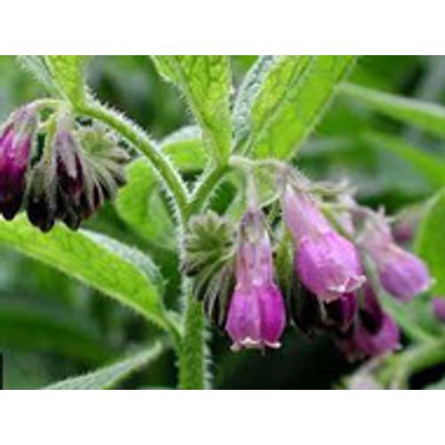 Symphytum Officinale - Fekete nadálytő kerti tavi növény