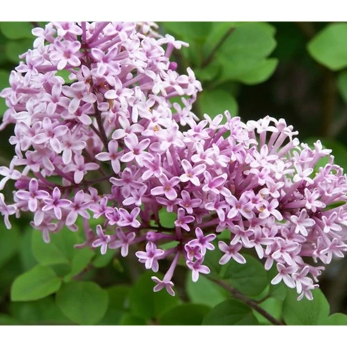 Syringa 'Red Pixie' - Törpe rózsaszín orgona