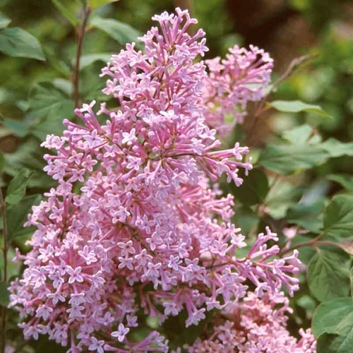 Syringa meyeri 'Josee' – Törpe orgona