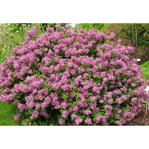 Syringa meyeri 'Lillifee'® - 