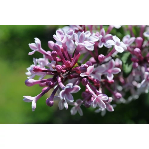 Syringa microphylla 'Superba' - 