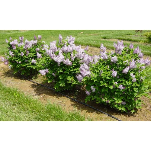 Syringa patula 'Miss Kim' - Törpe koreai orgona