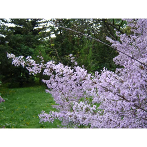 Syringa persicifolia 'Laciniata' - 