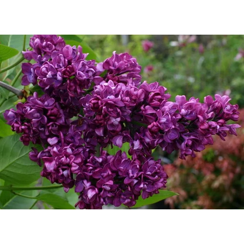 Syringa vulgaris Andenken Ludwig Spath - Lila orgona