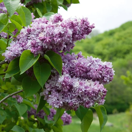 Syringa vulgaris 'Katherina Havemeyer' – Liláskék, illatos orgona