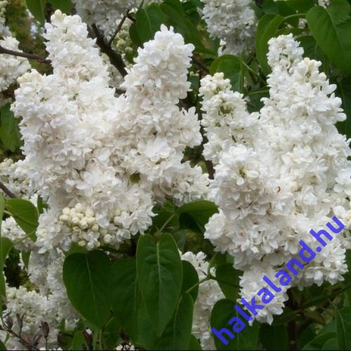 Syringa vulgaris 'Mme. Lemoine' - Fehér virágú orgona