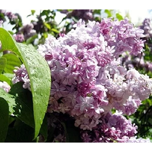 Syringa vulgaris 'Michel Buchner' – Közönséges orgona