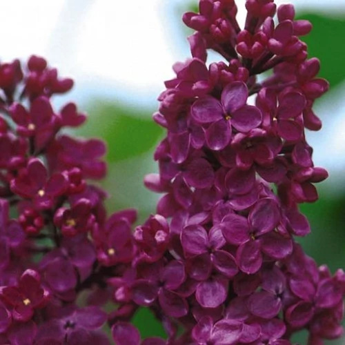 Syringa vulgaris 'Charles Joly' Liláskék orgona