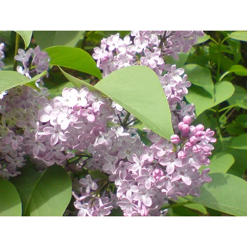 Syringa vulgaris - Közönséges orgona