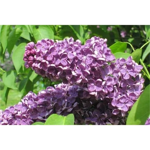 Syringa vulgaris 'Amethyst' - 