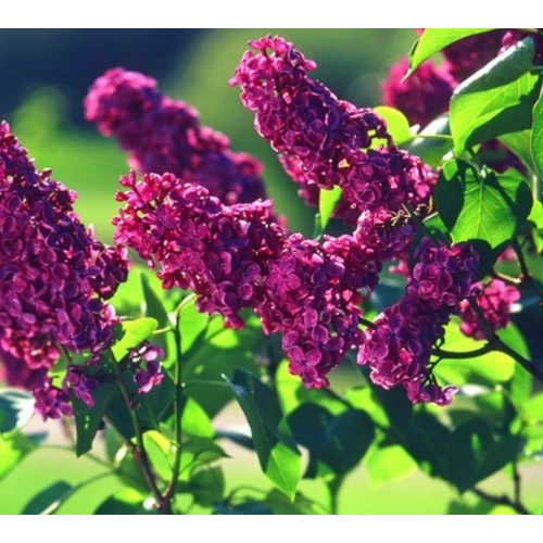 Syringa vulgaris 'Andenken an Ludwig Spath' - Bíborlila, szimpla virárágú orgona