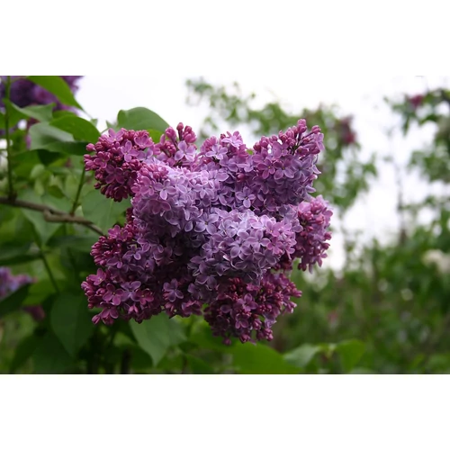 Syringa vulgaris 'Congo' - 