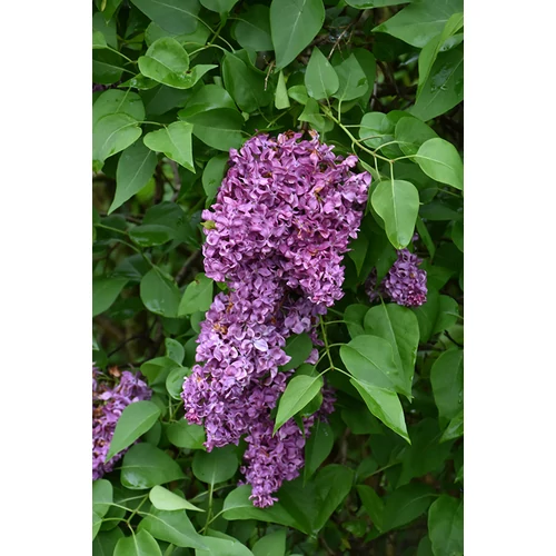 Syringa vulgaris 'General Pershing' - Világoslila, telt virágú orgona