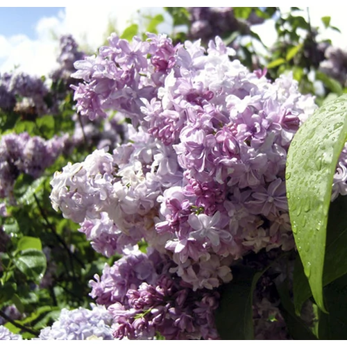 Syringa vulgaris 'Nadezhda' - 