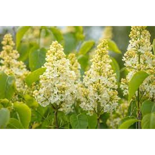 Syringa vulgaris 'Primrose' Sárga orgona