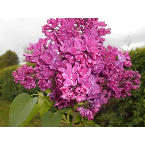 Syringa vulgaris 'Znamya Lenina' - Sötétlila, szimpla virágú orgona