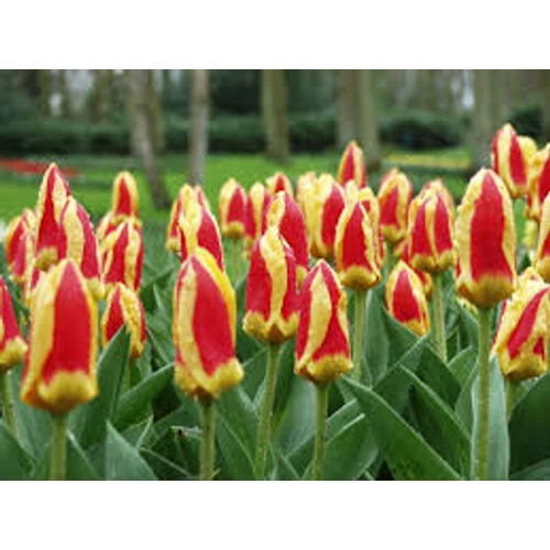 TULIPÁN STRESA