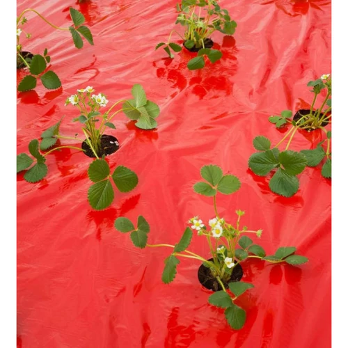 Takarófólia EPERHEZ   piros,  25 mikron80x60mm,0,95x10m,ültetési lyukakkal