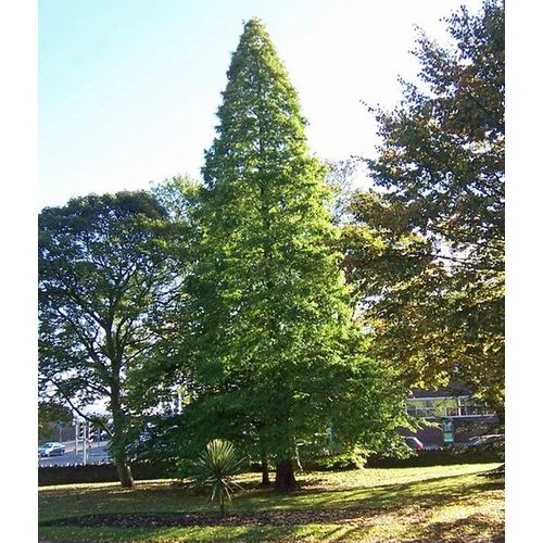 Taxodium distichum - 