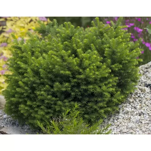 Taxus baccata 'Anna' - Törpe, gömb tiszafa