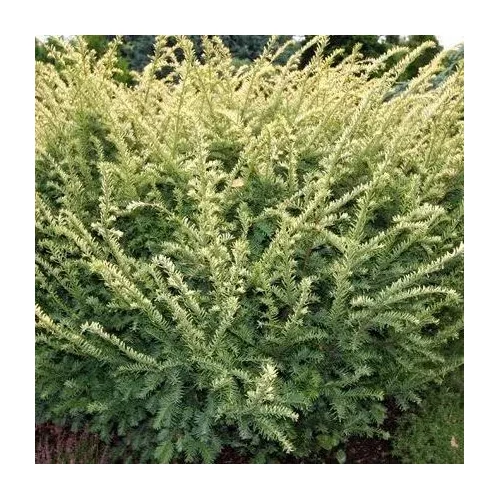 Taxus baccata 'Elegantissima' - Sárga levelű tiszafa