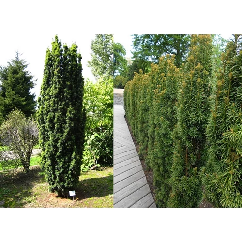 Taxus baccata 'Fastigiata' - Zöld levelű oszlopos tiszafa