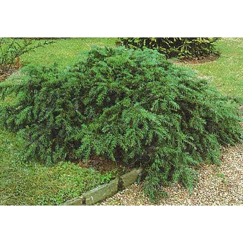 Taxus baccata 'Repandens' - Talajtakaró tiszafa