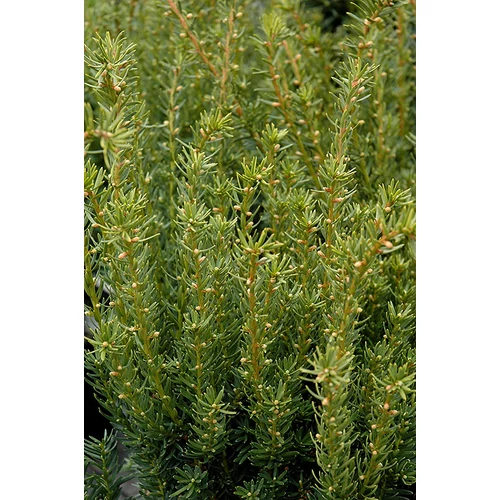 Taxus x media 'Fairview' - 