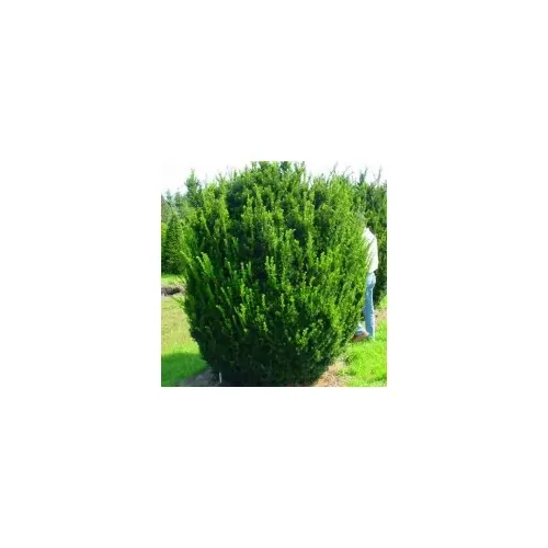 Taxus × media 'Groenland' - Bokros tiszafa