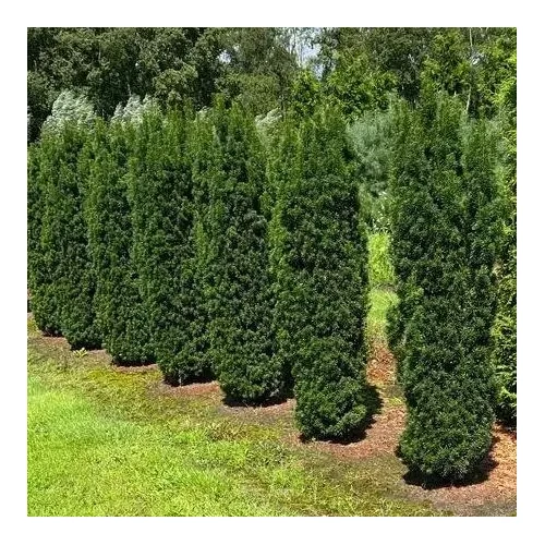Taxus x media 'Stricta Viridis' - Oszlopos tiszafa (hímivarú)