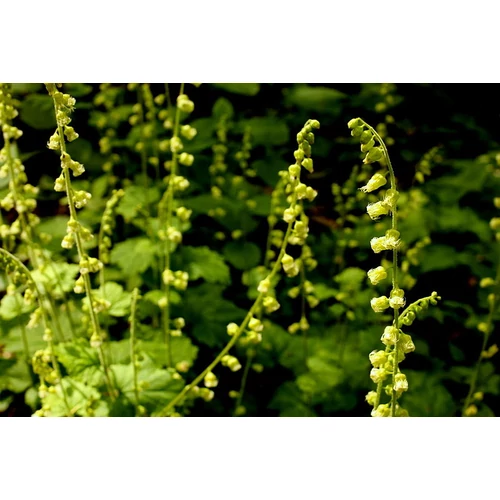 Tellima grandiflora (Csészerojt)