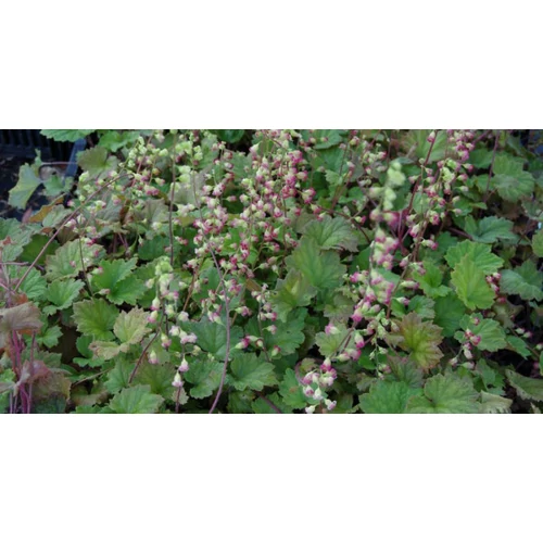 Tellima grandiflora 'Rubra' (Csészerojt)