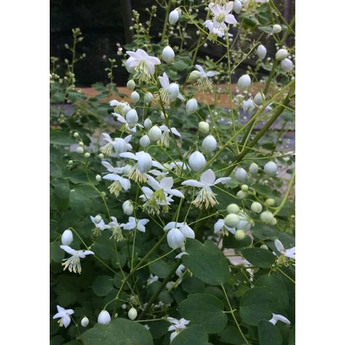 Thalictrum delavayi 'Album' (Szárnyastermésű borkóró)