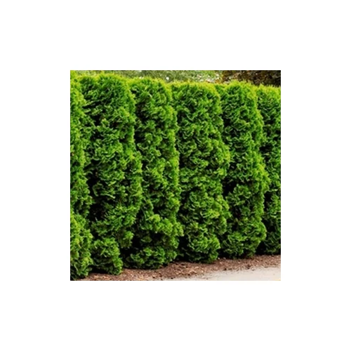 Thuja occidentalis 'Frieslandia' - Nyugati tuja (széles, kúpos)