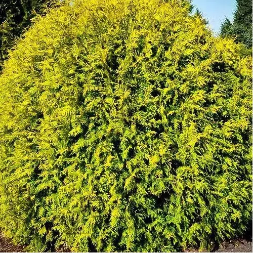 Thuja occidentalis 'Golden Globe' - Sárga gömbtuja