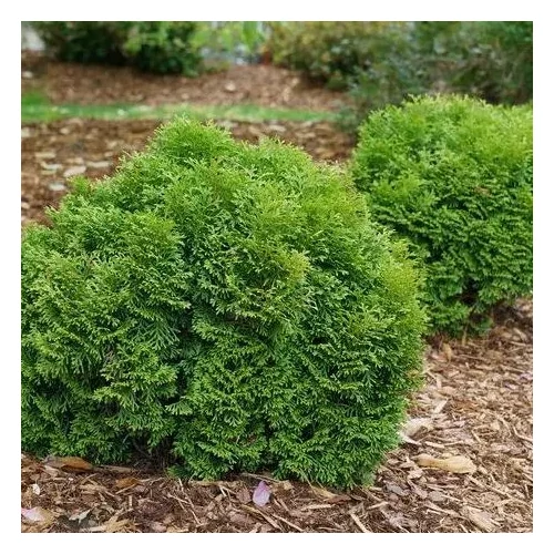 Thuja occidentalis 'Tiny Tim' - Törpe gömbtuja
