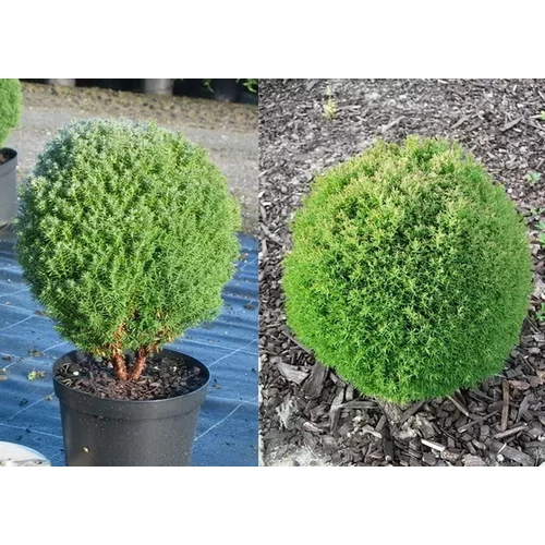 Thuja occidentalis 'Woodwardii' - Gömbtuja