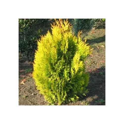 Thuja plicata 'Goldy' ® - Sárgás levelű kúpos óriás tuja
