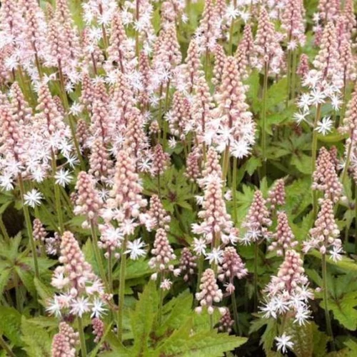 Tiarella  'Pink Skyrocket' (Turbántok) /zöld lomb, bordó erezet/