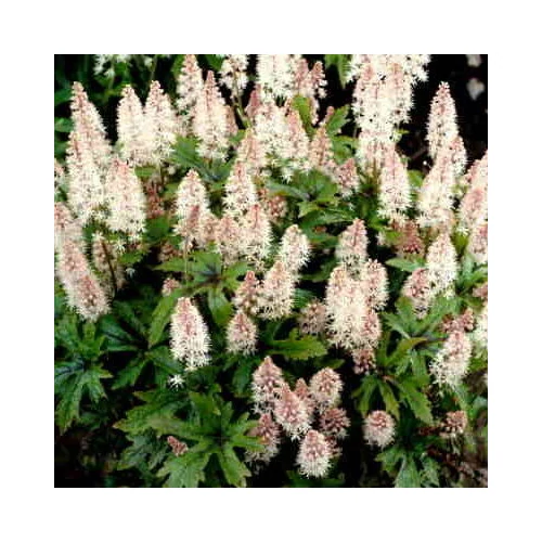 Tiarella wherryi (Karéjos turbántok)