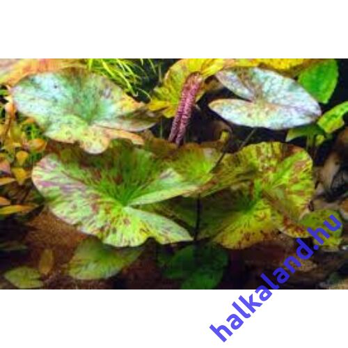 Tigerlotus zöld akváriumi növény