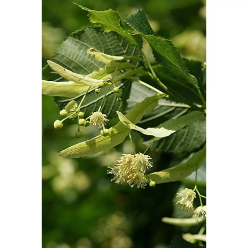 Tilia platyphyllos - Nagylevelű hárs
